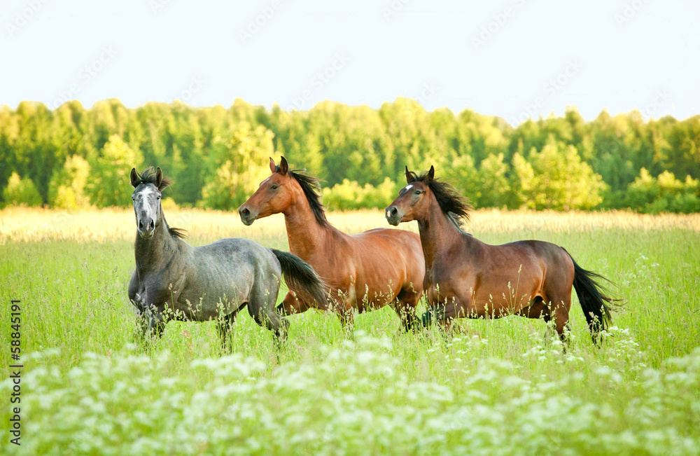 Three horse running trot at flower field in summer - obrazy, fototapety, plakaty 