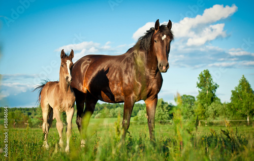 Fototapeta na wymiar Bay mare with foal standing in summer field