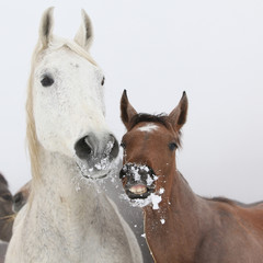 Fotoroleta kucyk koń śnieg zwierzę