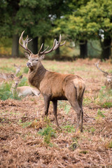 Wall Mural - red deer stag during rutting season in autumn