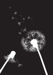 black and white two dandelions with flying seeds