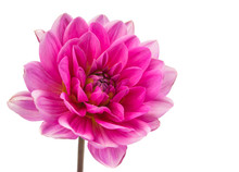 Pink Dahlia Isolated