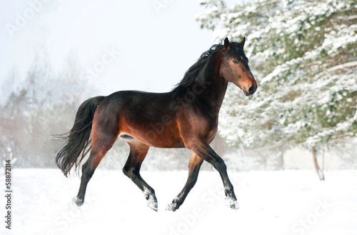 Fototapeta na wymiar Bay horse running in winter