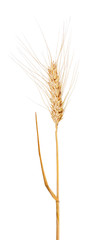 Sticker - isolated ear of dry wheat with awns