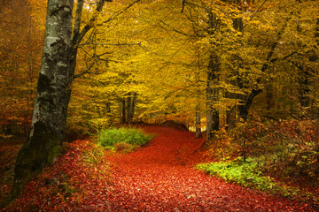 Fototapete - Fairytale foggy forest for child and fantasy books