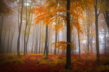 Fototapete - Fairytale foggy forest for child and fantasy books