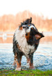 Bernese mountain dog splashing near the lake