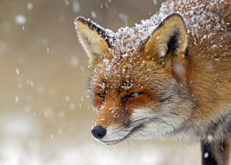 Wall Mural - red fox in wintertime