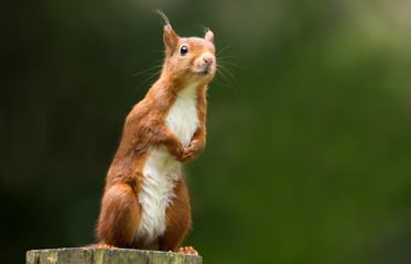 Wall Mural - red squirrel