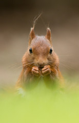 Wall Mural - red squirrel