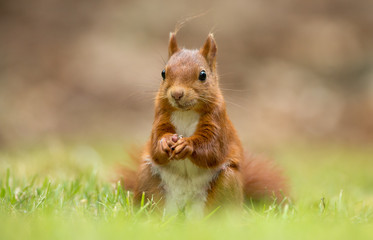 Wall Mural - Red Squirrel