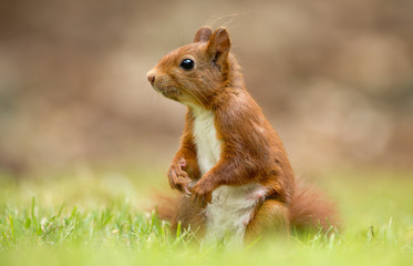 Wall Mural - red squirrel