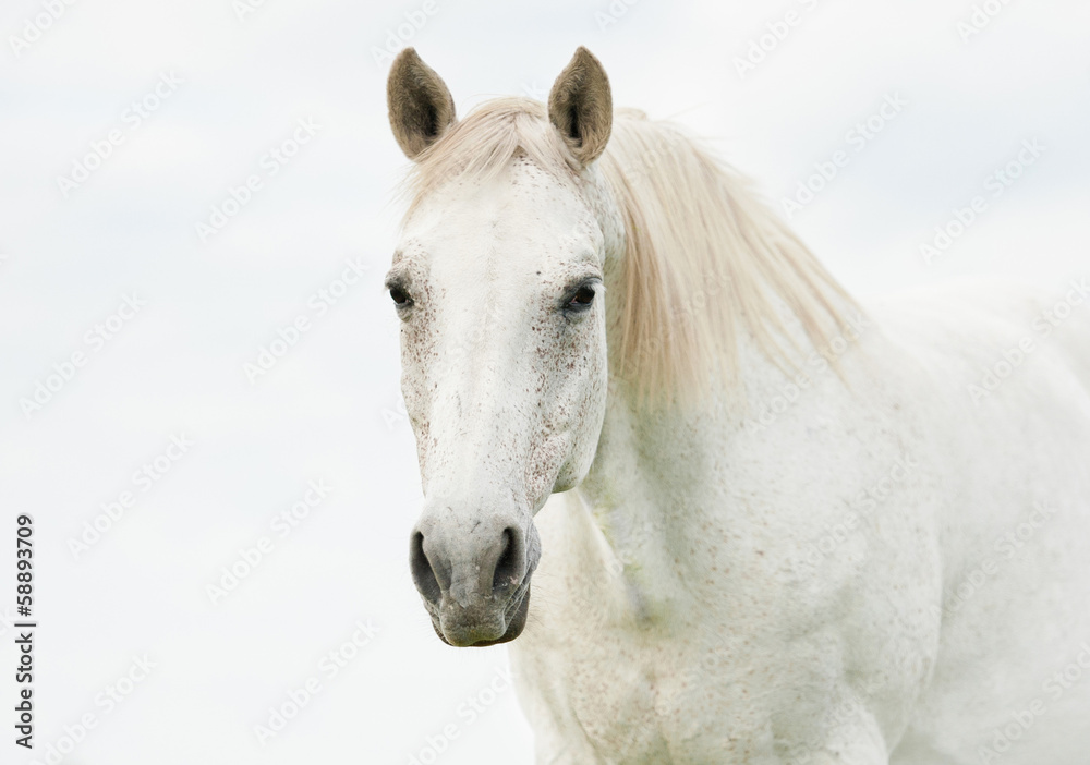Portrait of beautiful white horse - obrazy, fototapety, plakaty 