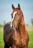 Fototapeta Konie - Portrait of beautiful red horse in summer