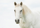 Fototapeta Konie - Portrait of beautiful white horse
