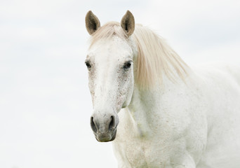 Portrait of beautiful white horse