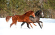 Two young horses running in winter