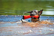 German shepherd dog swimming with toy in its mouth