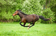 Bay Horse Running At Field In Summer
