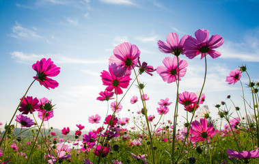 The cosmos flower field