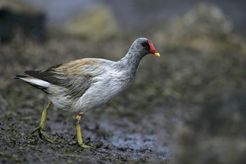 Wall Mural - moorhen, gallinula chloropus,