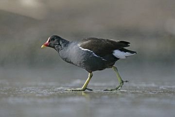 Wall Mural - moorhen, gallinula chloropus,