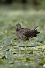 Wall Mural - moorhen, gallinula chloropus,