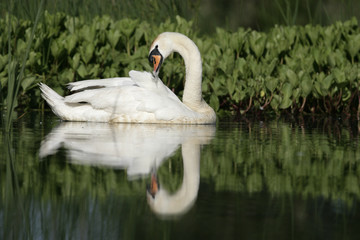 Wall Mural - Mute swan ,Cygnus olor