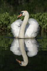 Wall Mural - Mute swan ,Cygnus olor