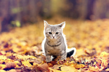 British Kitten In Autumn Park, Fallen Leaves