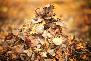 pile of autumn leaves