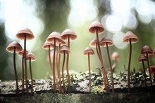 Small Mushrooms Toadstools