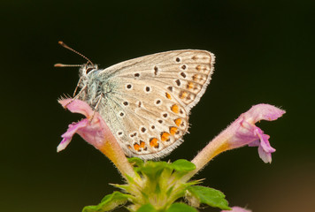 Canvas Print - Butterfly