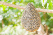 © yotrakbutda - Honeybee swarm hanging
