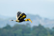 Great Hornbill  flying in nature at Khao Yai National Park,