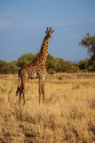 Fototapeta Sawanna - African Giraffe walks