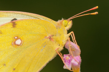 Canvas Print - Butterfly