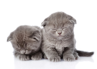 two british shorthair kittens sleeping. isolated on white 