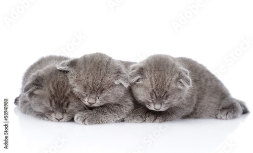 Fototapeta na wymiar three british shorthair kittens sleeping. isolated on white 