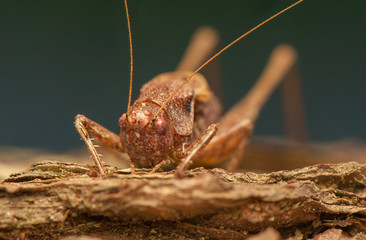 Wall Mural - Grasshopper