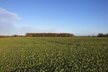 Wall Mural - canola crops