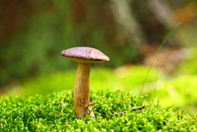 Forest Mushroom Bay Bolete In A Green Moss