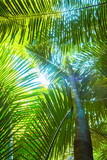 Fototapeta Krajobraz - palmiers