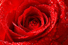 Red Rose With Dew Drops