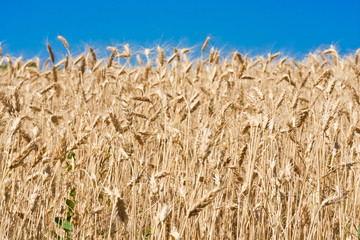 Wheat field