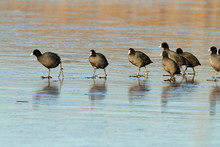 Common Coots Walking On Ice