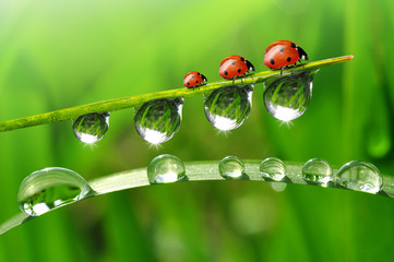 fresh morning dew and ladybirds