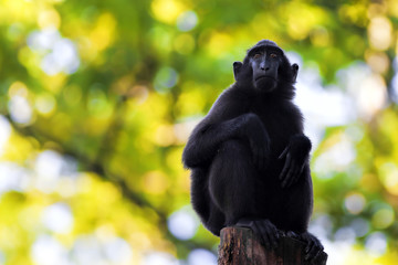 Wall Mural - Sulawesi Crested Macaque