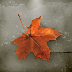 Wall Mural - maple leaf old style vector