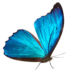blue butterfly